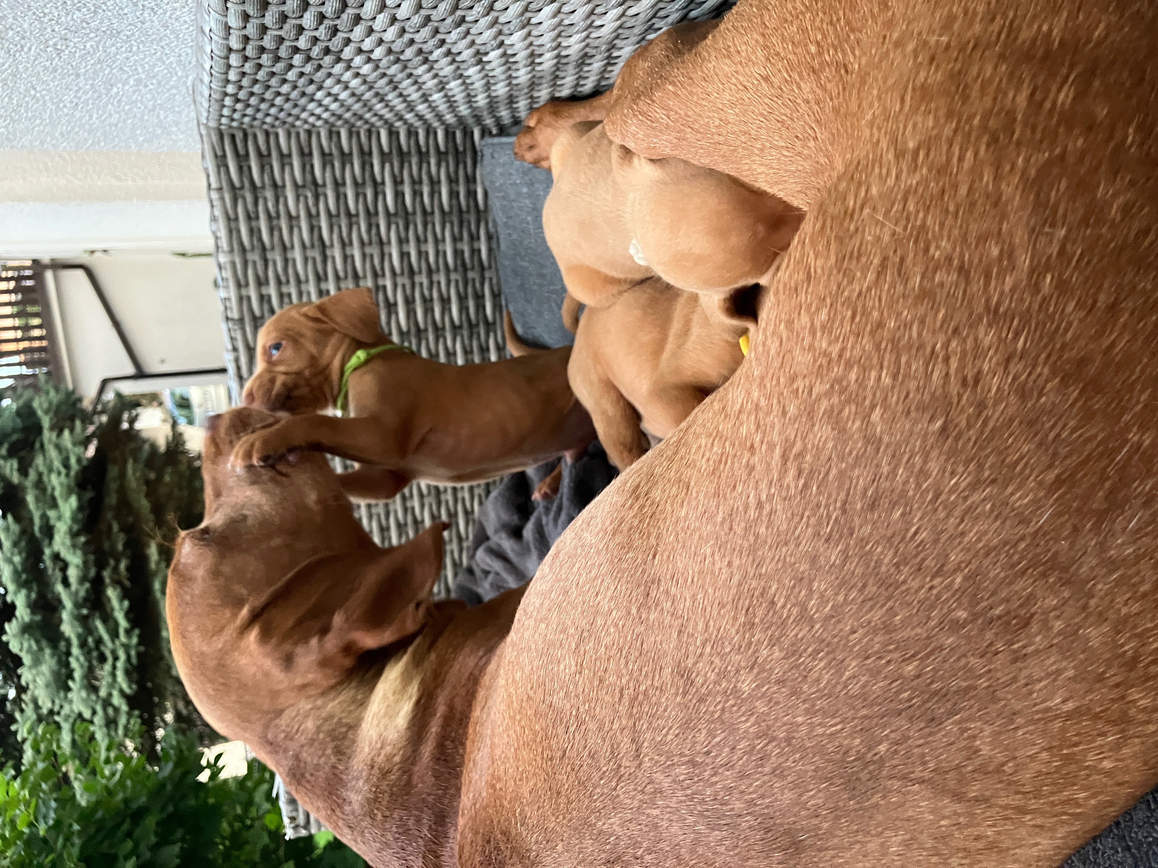 Galerie foto 11